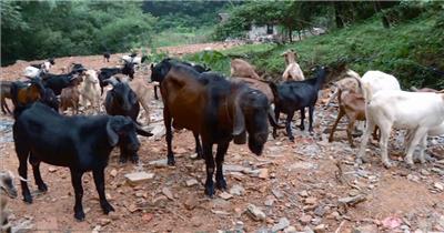 生态农业示范区全景展示