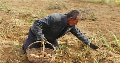 农业农田挖土豆马铃薯实拍视频素材