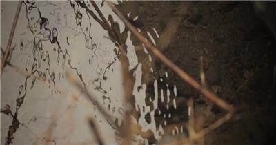 鸭子小鸡小雨山林生活