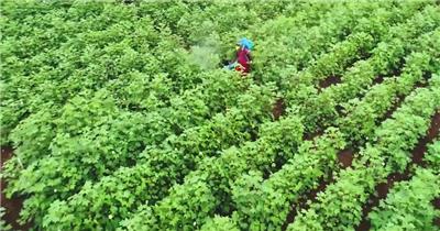 现代农业科学种植有机植物蔬菜背景视频