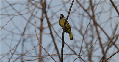 4K超清晰枝头小鸟