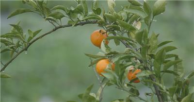 雨中橘子树4K