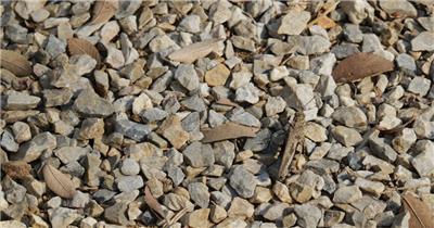 4K石头上的蝗虫