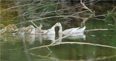 4K农民在池塘里养的鸭子