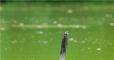 池塘里的蜻蜓4K