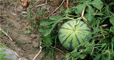 地里的大西瓜成熟了4K