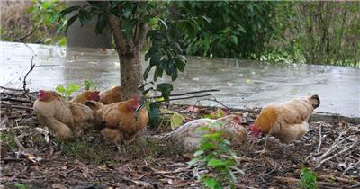 几只鸡在树下躲雨4K