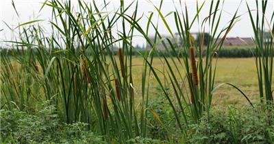 小溪边的芦苇丛4K