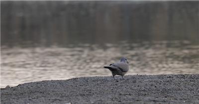 4K斑鸠鸟在泥滩上散步