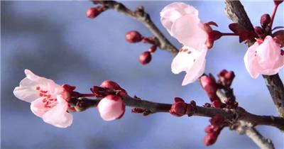 樱花桃花盛开延时摄影视频素材