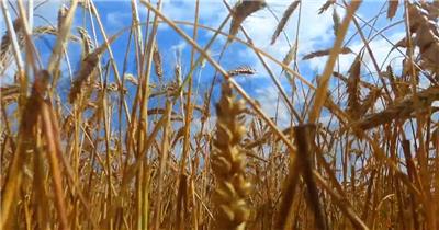 特写丰收金色麦田成熟小麦农业经济发展视频素材
