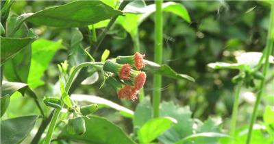 唯美风中的蒲公英花草自然世界视频素材