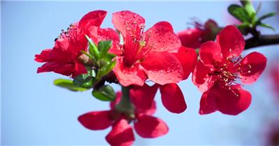 满园春色海棠花自然美景视频素材