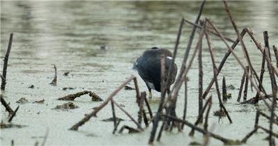 池塘里黑水鸡在打理羽毛