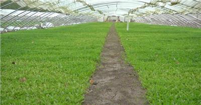 蔬菜大棚绿绿的植物