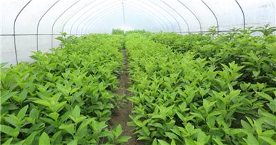 南非叶 大棚种植 剪枝育苗 育苗方法