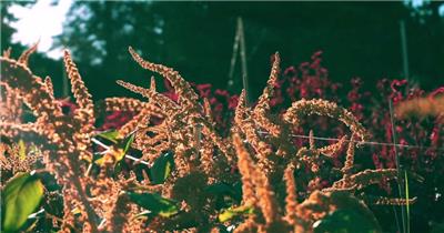 春天蜜蜂财迷花海花田草地实拍视频素材