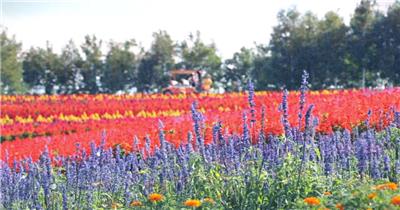 实拍唯美自然薰衣草高清视频素材