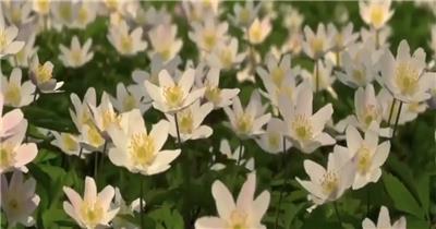 大自然延时拍摄视频素材