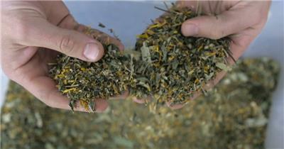 茶农采摘茶叶丰收视频素材