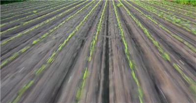 农田田地上空飞行农作物种植视频素材