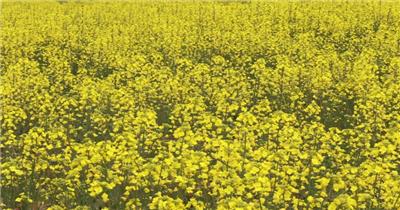 唯美油菜花花海实拍特写视频素材