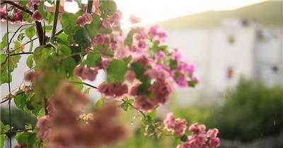 春季下雨鲜花花朵花瓣盛开自然美景视频素材