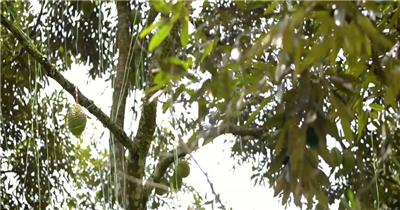 实拍特写榴莲果肉榴莲种植基地视频素材