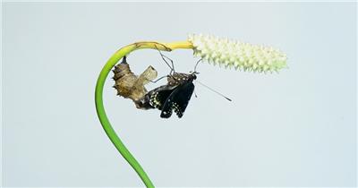 破茧成蝶生命涅槃重生视频素材