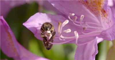 蜜蜂蝴蝶采蜜特写蜜蜂花蕊花芯蝴蝶飞舞