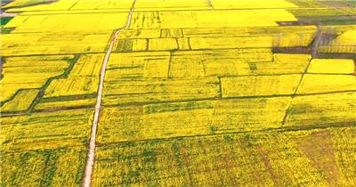 航拍乡村油菜花自然风光高清背景视频