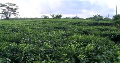 实拍红茶种植及生产制作视频素材