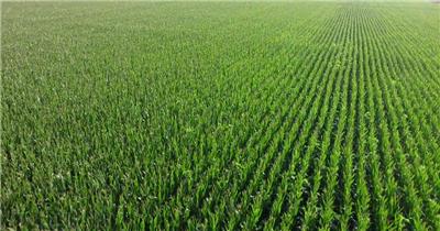 农田农作物鸟瞰航拍农业经济发展视频素材