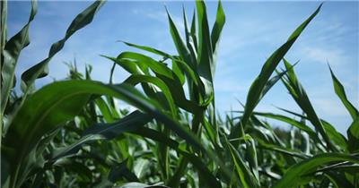 绿色玉米苗特写