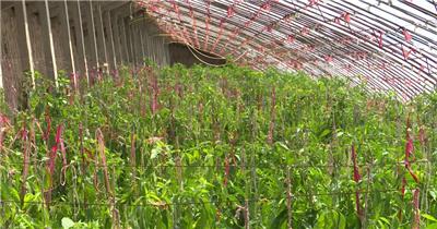 高原夏菜辣椒苗番瓜大棚蔬菜视频模板