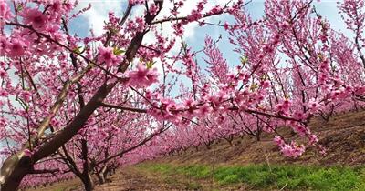 满园春色粉红桃园桃花绽放2K视频素材