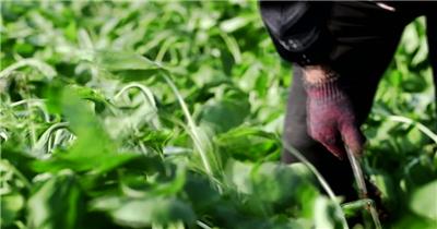 新鲜有机蔬菜农业种植生产基地视频素材