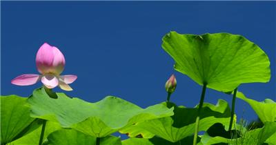 4K唯美荷花池 荷塘荷花特写 荷叶视频素材