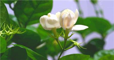 实拍茉莉花种植园花茶生产高清背景视频