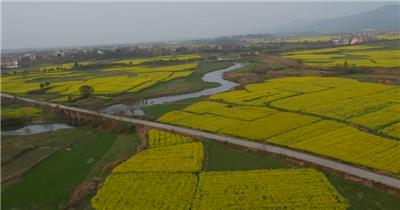 生态油菜花 河流 水源 桥梁 农业