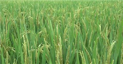 4k农村 田园风光 水稻扬花