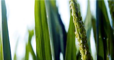 实拍科技种植水稻丰收高清宣传片背景视频