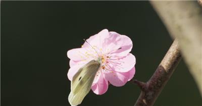 粉色小花上的蝴蝶实拍