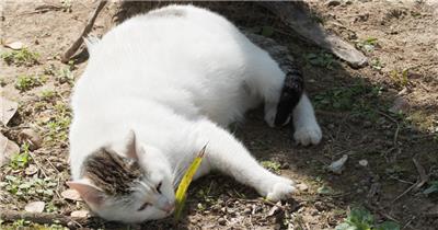 猫在地上打滚4K实拍