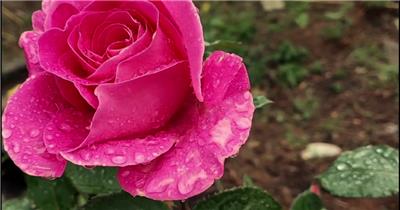 带水滴的月季花