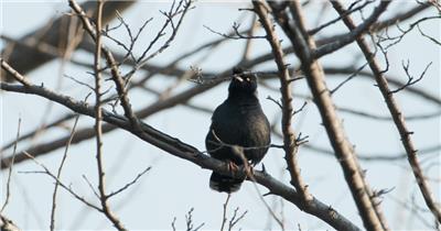 八哥鸟慢镜头升格实拍
