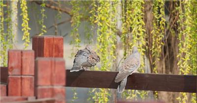 斑鸠鸟打理羽毛实拍镜头