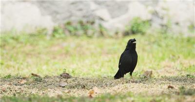 草里上的八哥实拍镜头