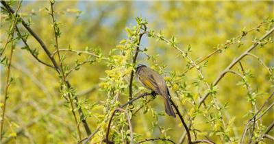 白头鹎鸟实拍镜头