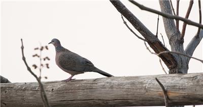 斑鸠鸟起飞实拍镜头